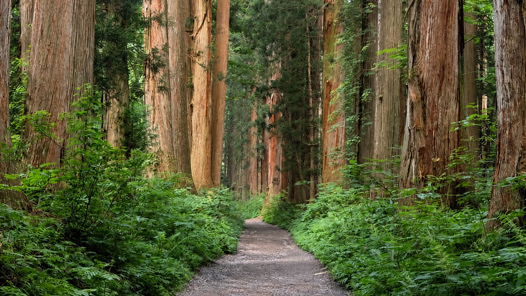 Sunlight reaching a path through a cedar forest
