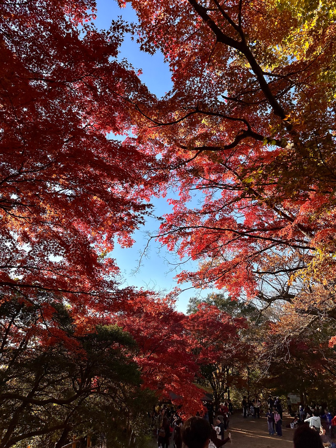 Deep red autumn leaves fill the canopy with a small opening to blue sky
