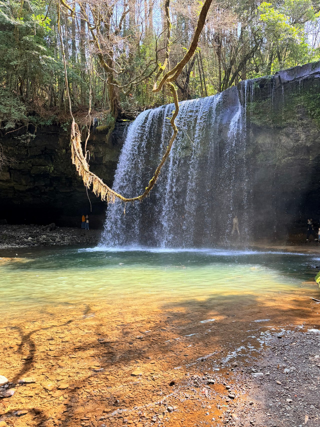 A broad woodland waterfall flowing into a clear pale green pool