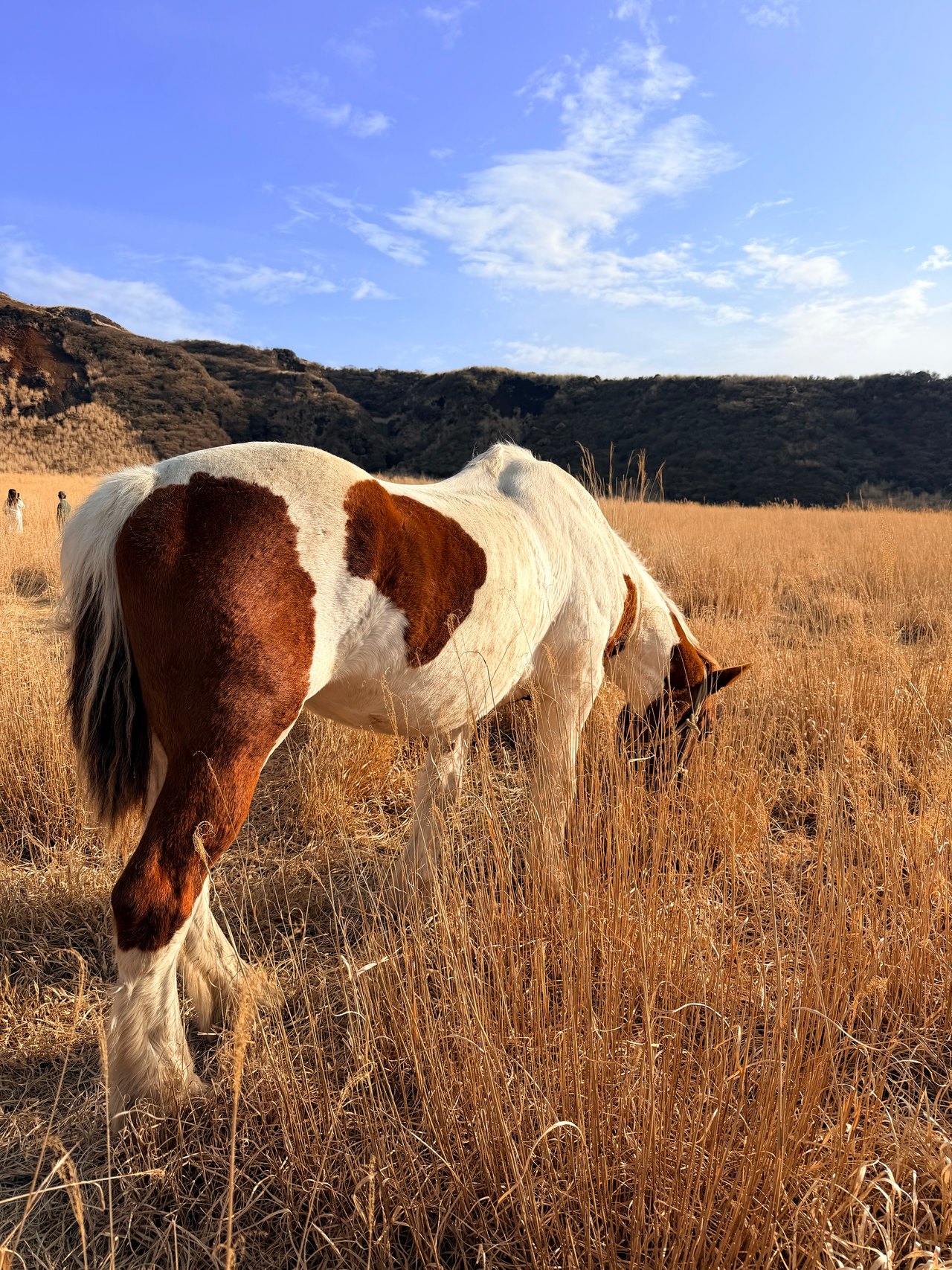 Two brown-and-white horses graze in a dry mountain meadow