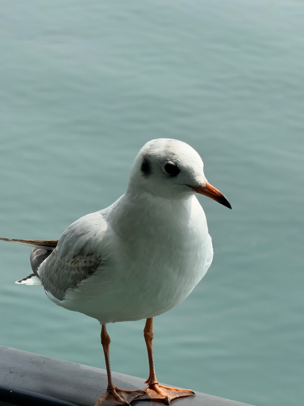 A white gull stands on a railing against softly colored pale green water