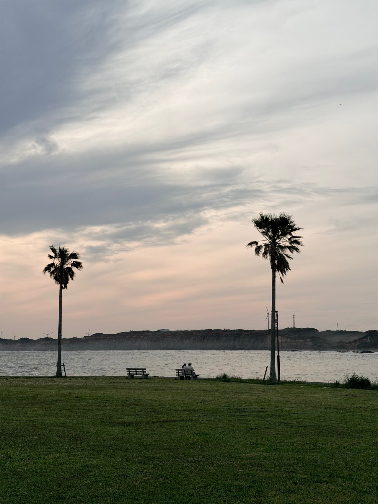Two palm trees on grass face open water with benches along the shore