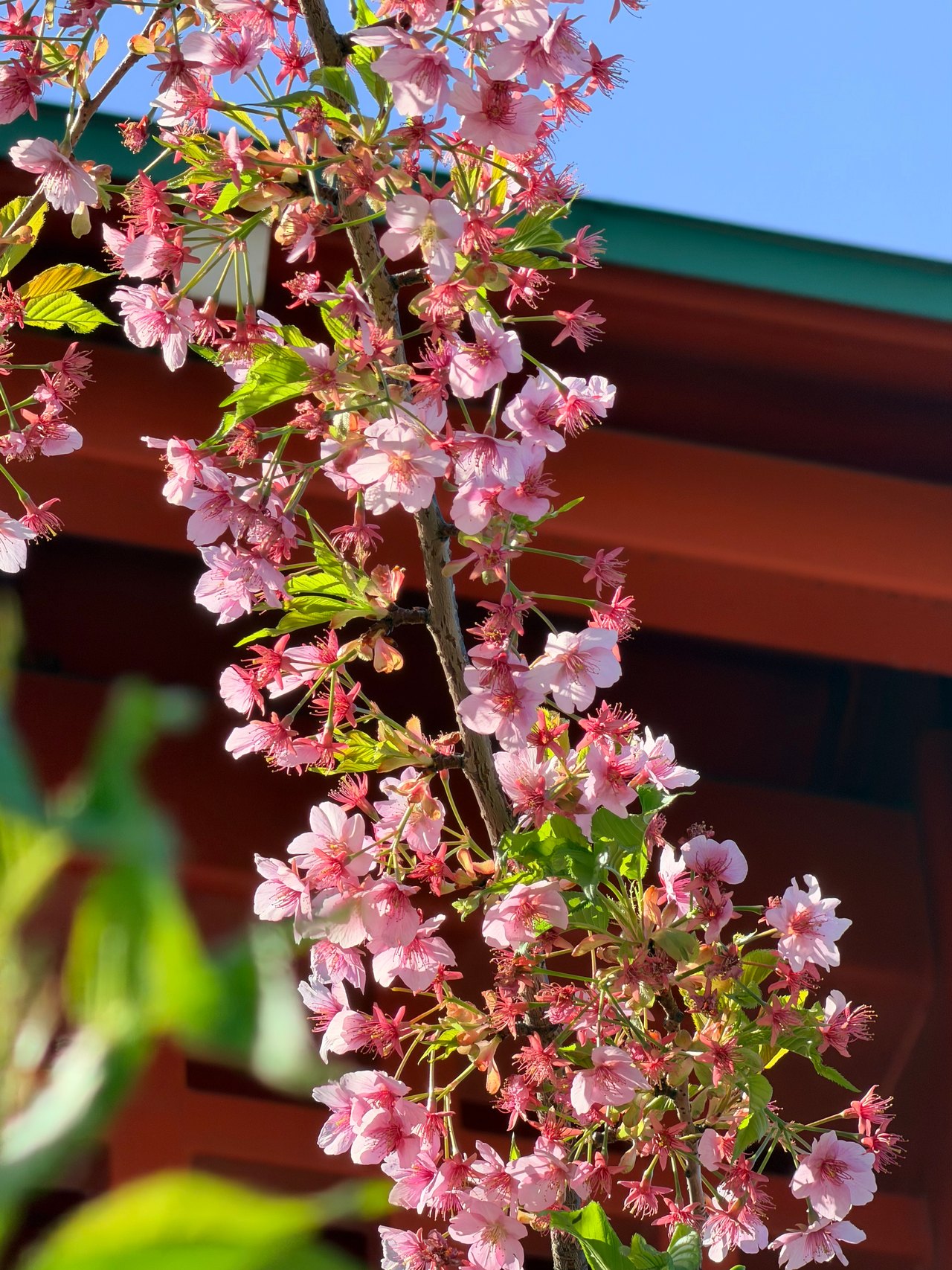 Pink flowering branches hang before a vermilion building beneath blue sky